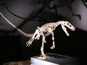 Herrerasaurus - DinoPit