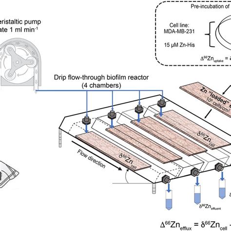 Schematic of the cell uptake-efflux experiment. A HEPES solution from... | Download Scientific ...