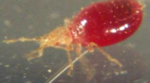 Bed Bug Larvae– Bed Bug SOS