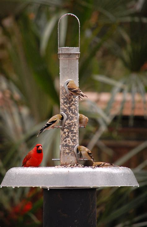 Bird Feeding Basics — Native Nurseries