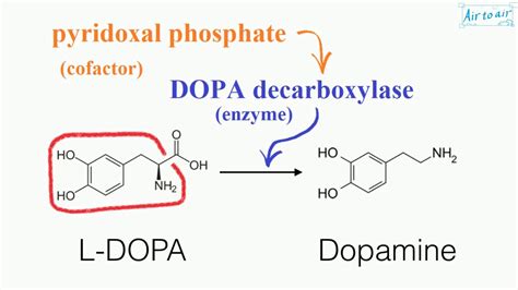 pyridoxal phosphate (English) - Medical terminology for medical ...