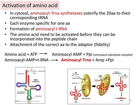 PPT - Transcription: RNA Synthesis, Processing & Modification PowerPoint Presentation - ID:4109535