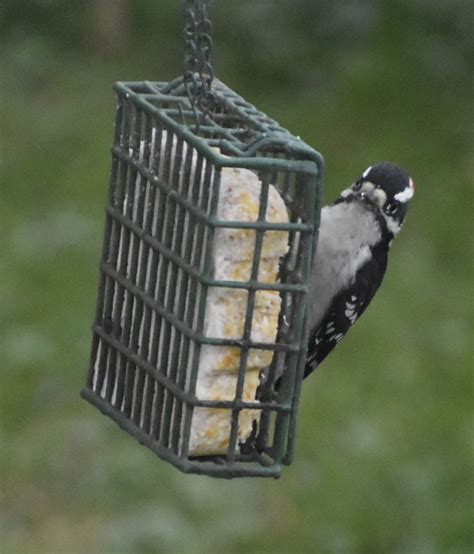 Downy Woodpecker from Scandia, MN, USA on October 07, 2022 at 07:53 AM ...