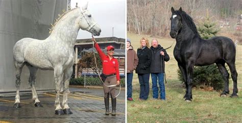 11 Interesting Facts About the Percheron Horse Breed