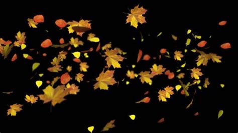 Autumn Leaves Animated Background Video Alpha Stock Footage Video (100% ...