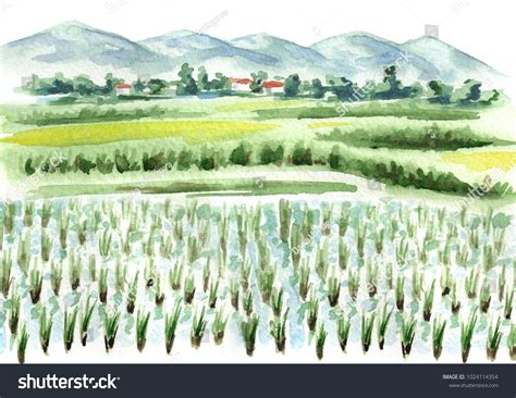 Rice Field Background Watercolor Hand Drawn Stock Illustration 1024114354 | Shutterstock