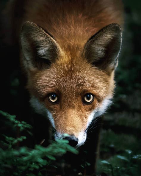 Photos Capture Finland’s Fairytale Forest Animals in the Wild