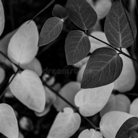 High Contrast between Yellow and Green Leaves in Black and White Stock Photo - Image of green ...
