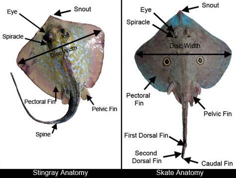 Stingray Anatomy Diagram