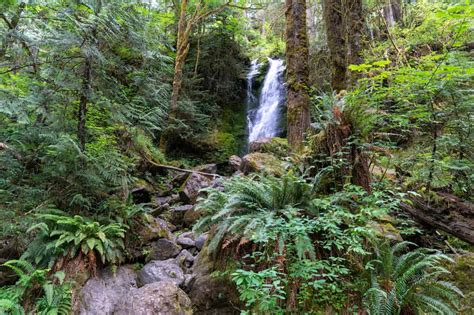 Explore the Incredible Quinault Rain Forest in Olympic National Park