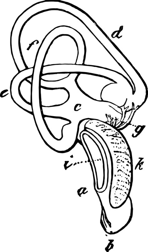 Vintage Illustration Of The Inner Ear Of A Whitetailed Eagle Vector, Line, White, Tailed PNG and ...