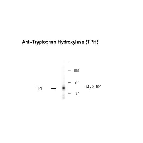 Buy Tryptophan Hydroxylase Antibody | Axil Scientific