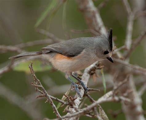 Birds of Different Feathers: More Birds of Central Texas