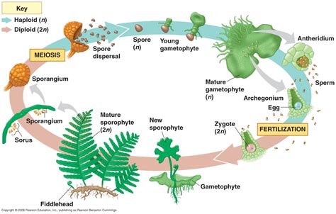 BharaSamy's Creative Development: Life Cycle of a Fern and research