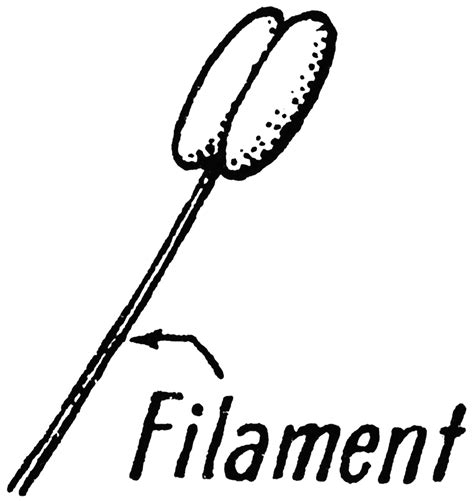 Filament | ClipArt ETC