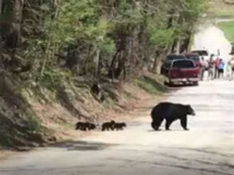 Bear sightings spark 'Forest Order' in Cherokee Forest