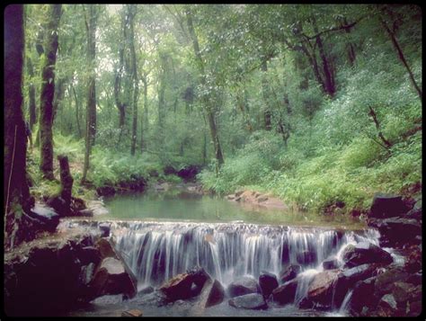 Sacred Grove, Mawphlang, Meghalaya, India | Sacred groves, Nature, Outdoor