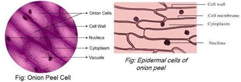 [DIAGRAM] Labeled Diagram Of An Onion Cell - MYDIAGRAM.ONLINE