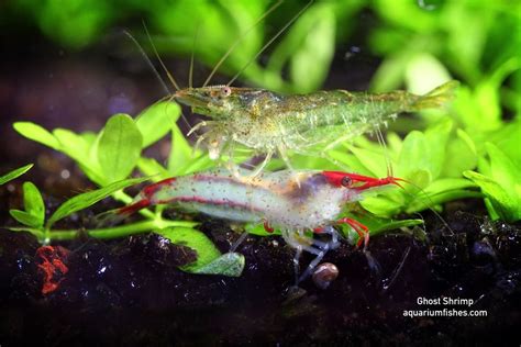 Ghost Shrimp Care Guide: Diet, Breeding and Tank Mates - Aquarium ...