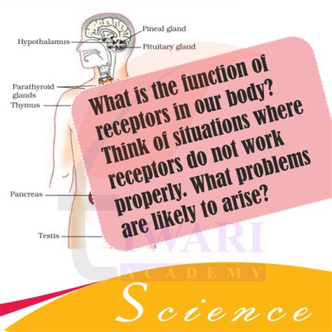 What is the function of receptors in our body?