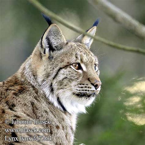 Luchs Lince boreal Lynx lynx Rys ostrovid Ryś Gaupe Ilves Hiúz