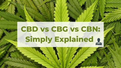 CBD vs CBG vs CBN: Simply Explained - BudDocs