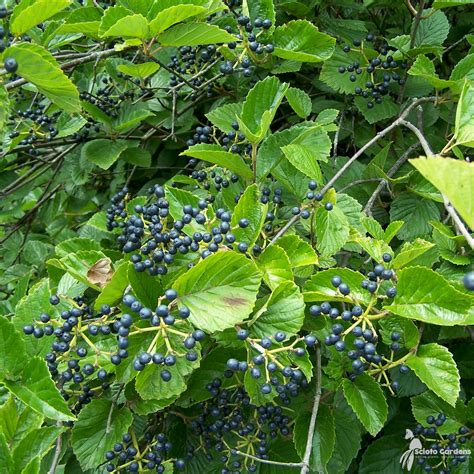 Viburnum dentatum #3 (Arrowwood Viburnum) - Scioto Gardens Nursery