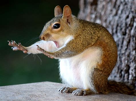 The Comedy Wildlife Photography Awards Picks Their 41 Top Images of 2018