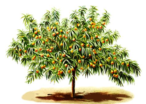 Peach tree - Openclipart