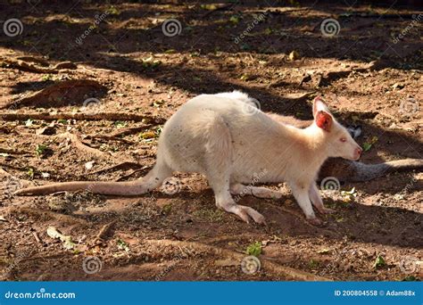 Beautiful Rare an Albino Kangaroo in the Park Stock Photo - Image of ...