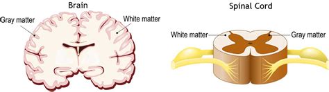 which part of the brain controls heartbeat and respiration - Frederick ...