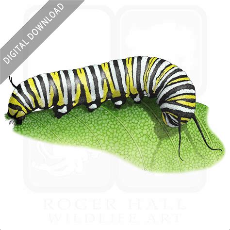 Monarch Caterpillar Drawing