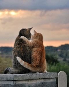 Create meme "funny animals, cats hugging, hugging cats" - Pictures ...