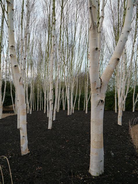 Himalayan Birch trees in the winter garden at Anglesey Abbey | Birch trees garden, Winter garden ...