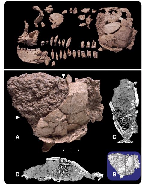 The Ardipithecus ramidus Skull and Its Implications for Hominid Origins | Science