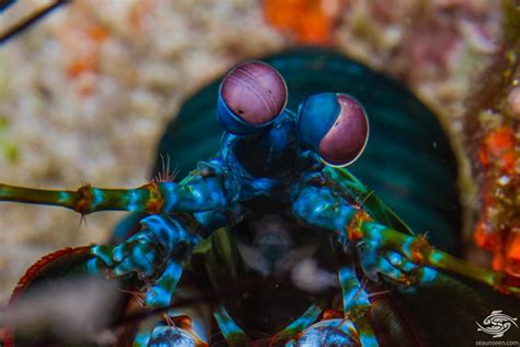 Eyes of a Mantis Shrimp Interesting Photographs | Seaunseen