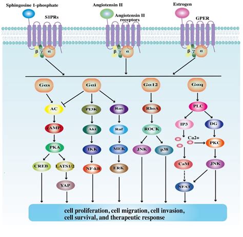 Cells | Free Full-Text | Roles of G Protein-Coupled Receptors (GPCRs ...