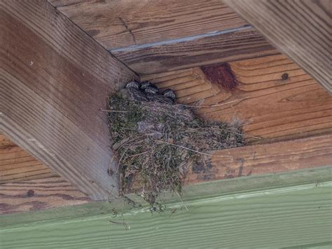 Eastern Phoebe Nesting (Behavior, Eggs + Location) | Birdfact