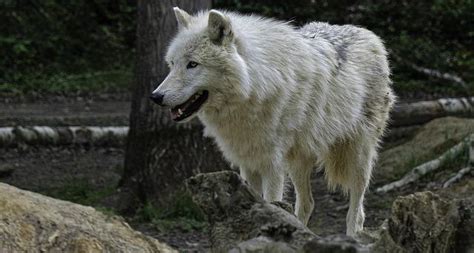 Arctic Wolf: The Ultimate Survivor of the Frozen North - Travlean