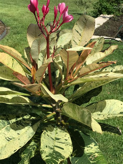 Rare Variegated Plumeria | Листья, Стебли