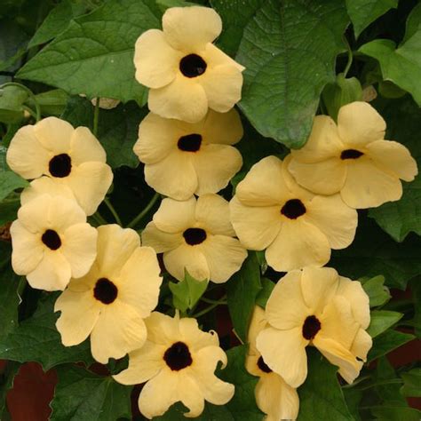 Black-Eyed Susan Vine Seeds - Thunbergia flowering vine seeds