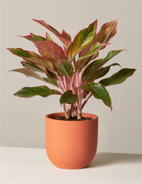 Red Aglaonema Houseplant | Indoor Plants for Delivery – The Sill | House plants, Plants, Indoor ...