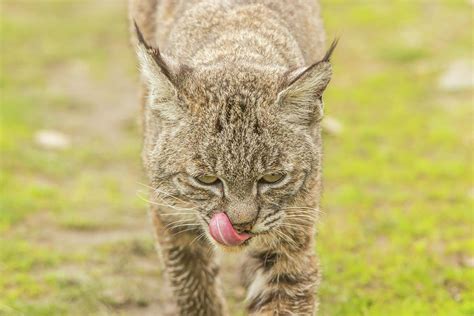 Bobcat After Eating Photograph by Marc Crumpler - Pixels