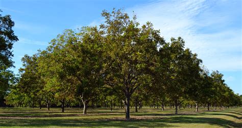 5 Best Shade Trees for Texas - Forest Tree Service