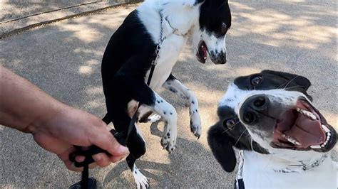 Wild Border Collie Mix First In Home Leash Training Session - YouTube