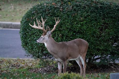 Poaching Investigation Opened into Hollywood Cemetery Buck | Havens travel and tour blog