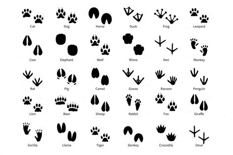 Animal footprints. Walking track | Custom-Designed Illustrations ~ Creative Market