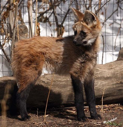 Cathy Sheeter Fine Art: March 2010 | Maned wolf, Wolf pup, Wolf puppy