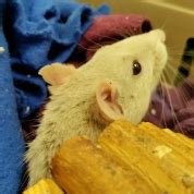 Eevee – Mainely Rat Rescue