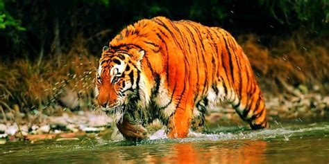 Sunderbans Tiger Reserve - Updated 2023